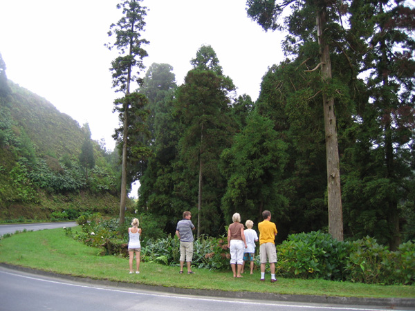 029_Vuoriston_vihreytta_lahella_kaksoisjarvia_Azorit