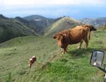 008_Vacas na Madeira